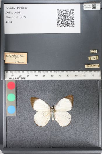 Media type: image;   Entomology 130037